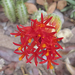 Kleinia stapeliiformis